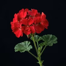 גרניום