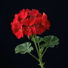 גרניום